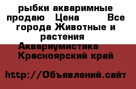 рыбки акваримные продаю › Цена ­ 30 - Все города Животные и растения » Аквариумистика   . Красноярский край